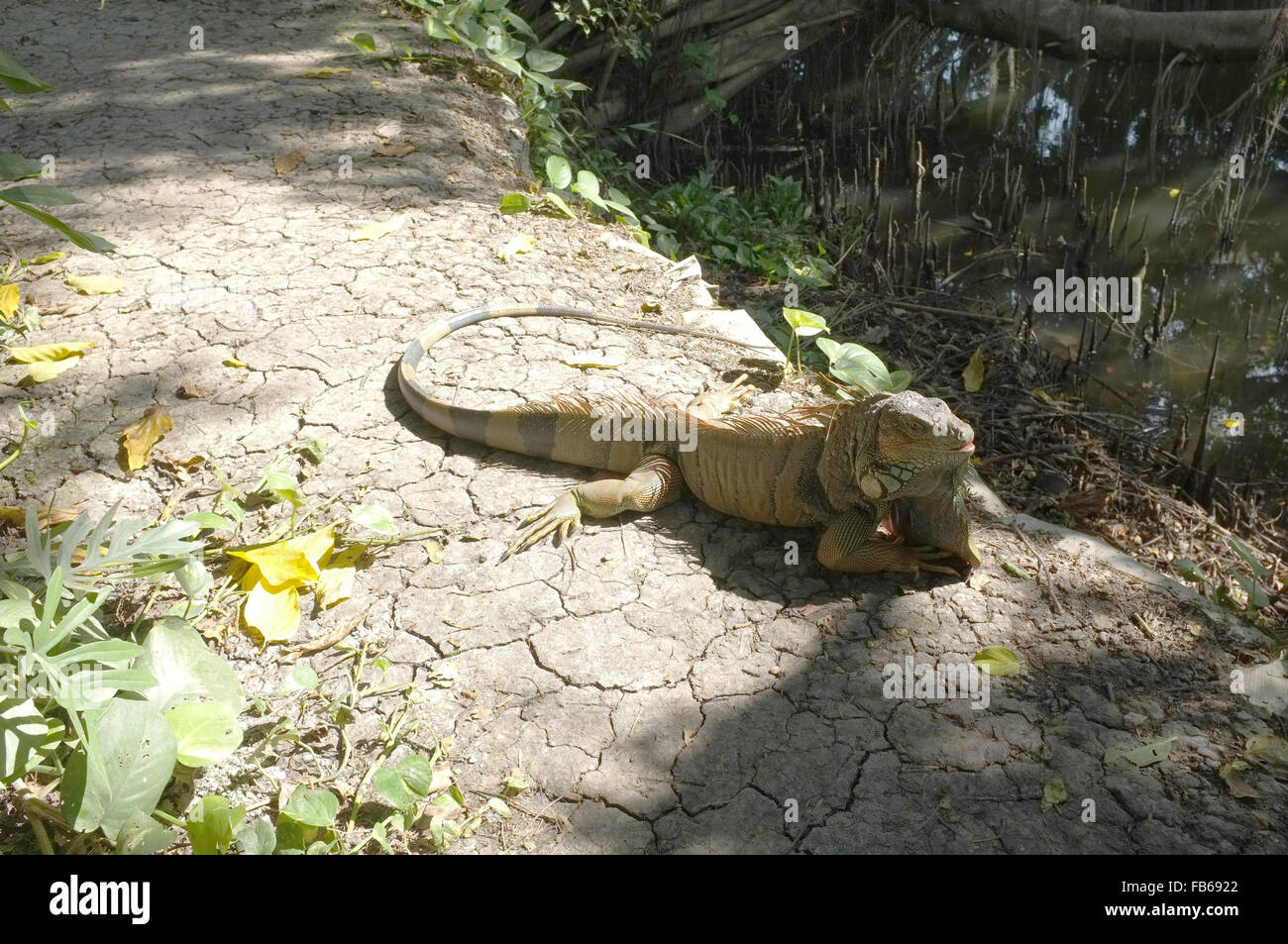 Dans les forêts tropicales de l'iguane Banque D'Images