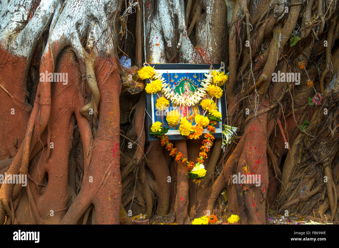 Don à Dieu sur les racines d'un arbre banian,Inde,asia,religion,un cadeau,banian,un arbre,une icône,une image,de conviction,la religion de l'Inde Banque D'Images