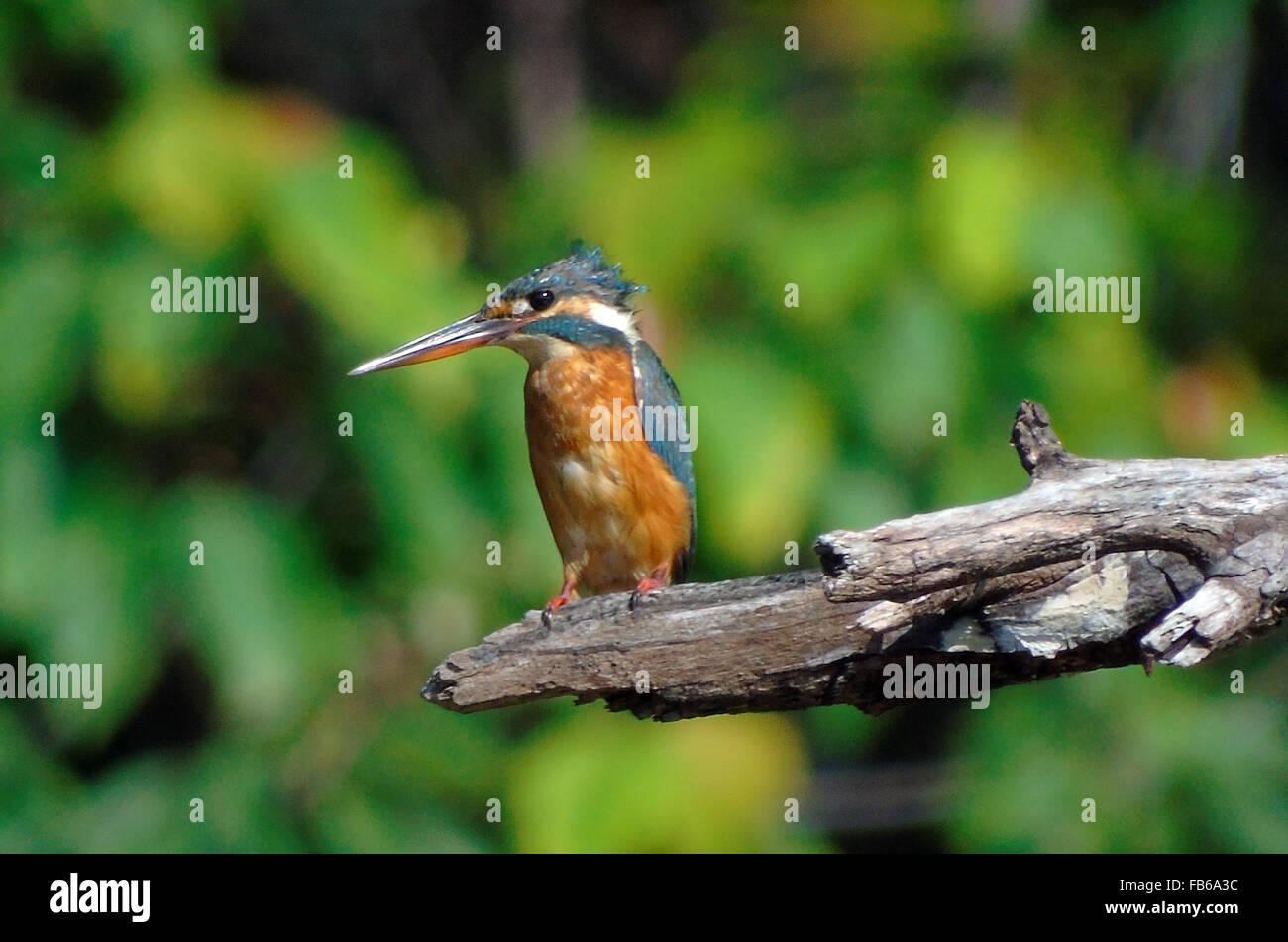 Bintan, Indonésie, Îles Riau. Jan 11, 2016. BINTAN, INDONÉSIE - 11 janvier : la politique commune de Kingfisher (Alcedo atthis) vu à Dompak forest le 11 janvier 2015 dans l'île de Bintan, Indonésie. La common kingfisher (Alcedo atthis) est un petit kingfisher avec sept sous-espèces reconnues dans sa large distribution à travers l'Eurasie et l'Afrique du Nord. Il est résident dans une grande partie de son aire de répartition, mais migre vers des zones où les rivières gèlent en hiver. © Sijori Images/ZUMA/Alamy Fil Live News Banque D'Images