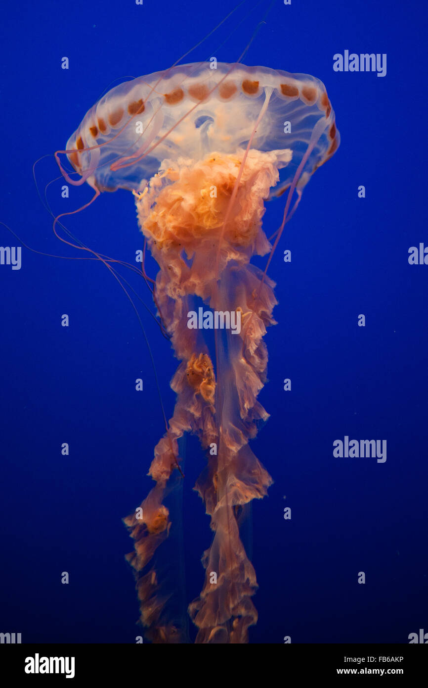 Ortie de mer (Chrysaora fuscescens), Monterey Bay Aquarium, Monterey, Californie, États-Unis d'Amérique Banque D'Images