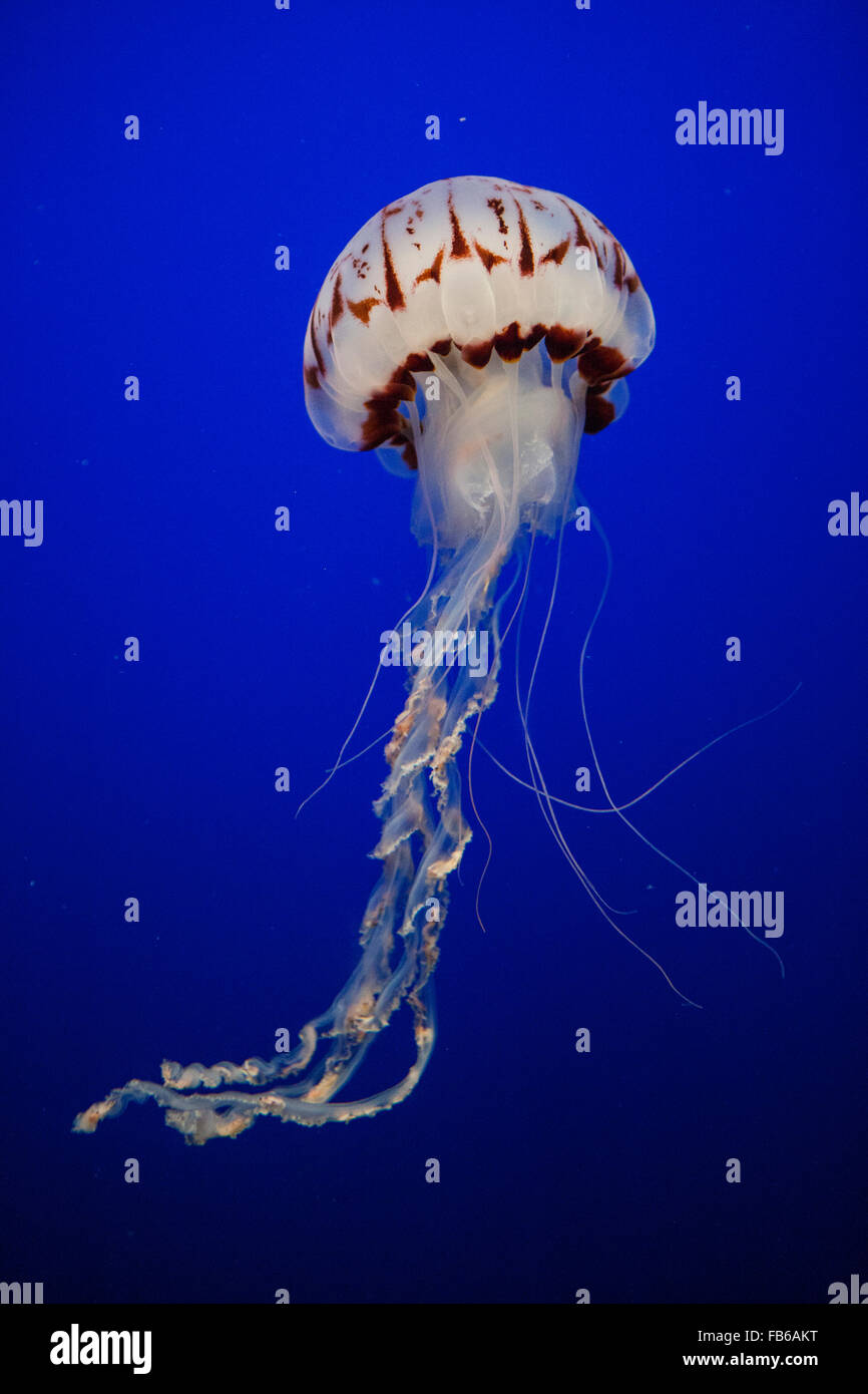 À rayures violet jelly (Chrysaora colorata), Monterey Bay Aquarium, Monterey, Californie, États-Unis d'Amérique Banque D'Images