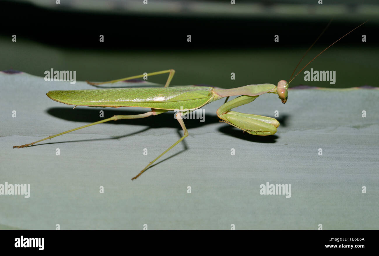 Mantis - africaine Sphodromantis viridis grand insecte vert Banque D'Images