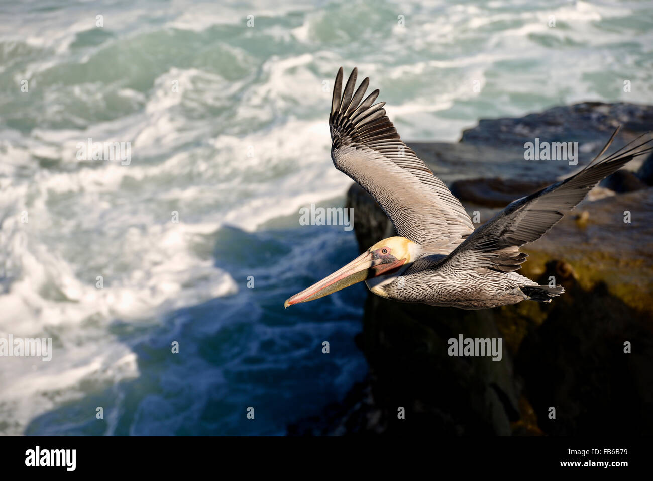 Californie Pélican brun en vol, La Jolla Cove, San Diego Californie Banque D'Images