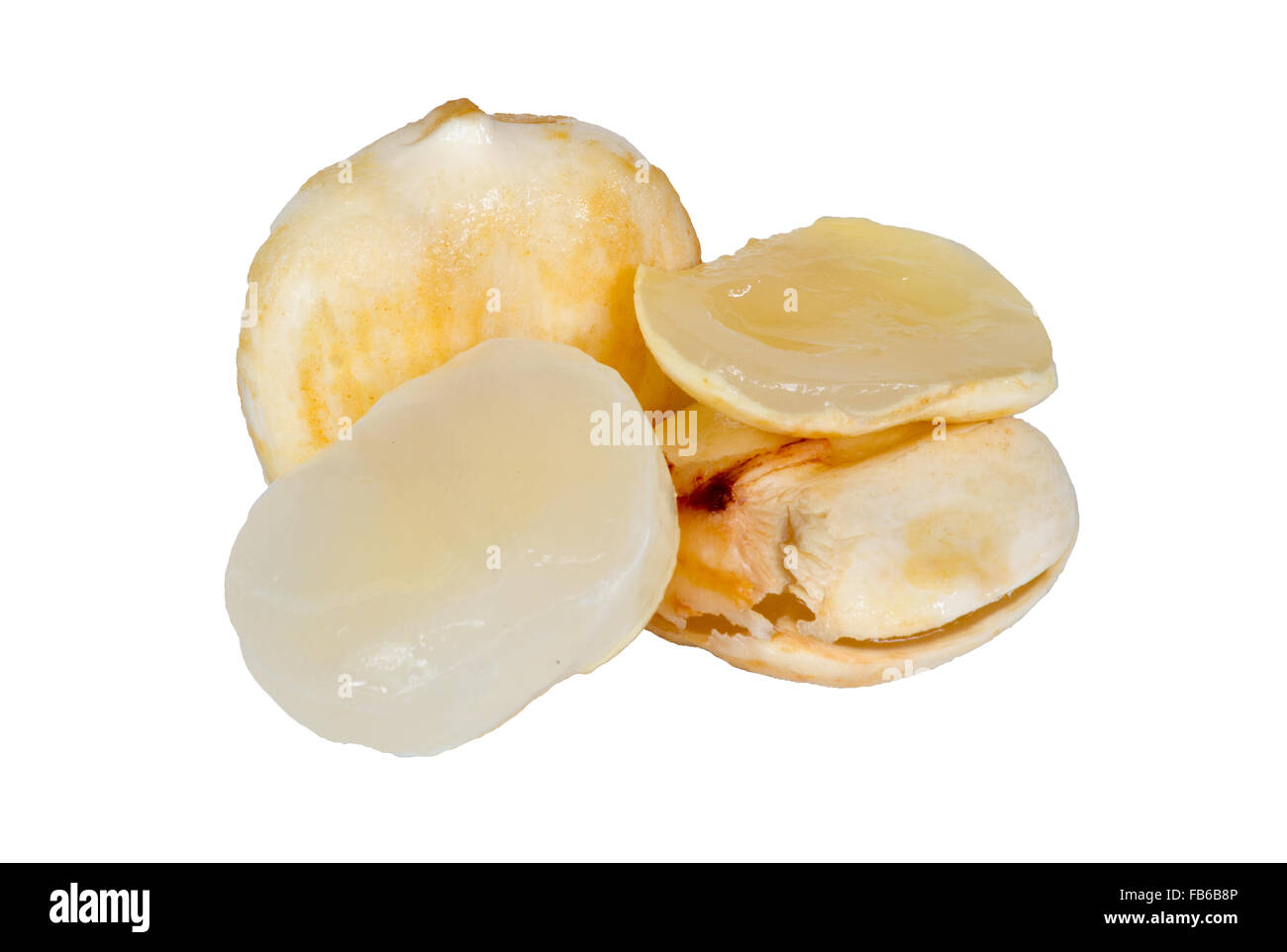 Palmyre asiatique Palm, Palm Toddy isolé sur fond blanc. Banque D'Images