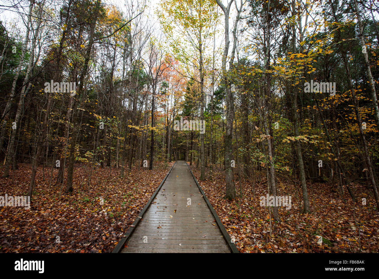 Promenade sur le sable humide Sentier grotte à la fin de l'automne, le parc national de Mammoth Cave, Kentucky, États-Unis d'Amérique Banque D'Images