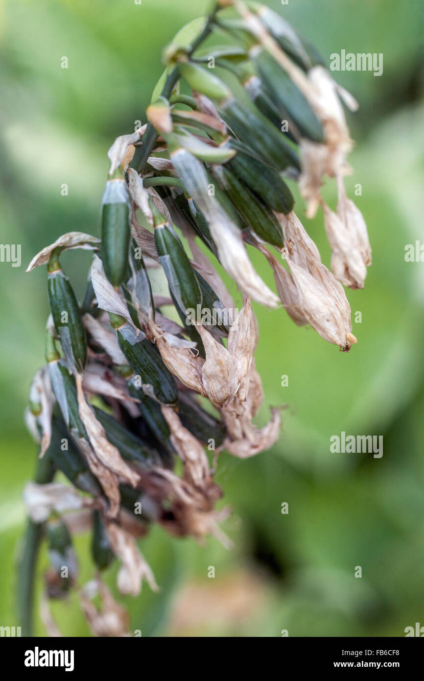 Graines De Plantes Hosta - 100 Graines Blanches Et Rouges Pour Votre Jardin | Kit De Semis Facile