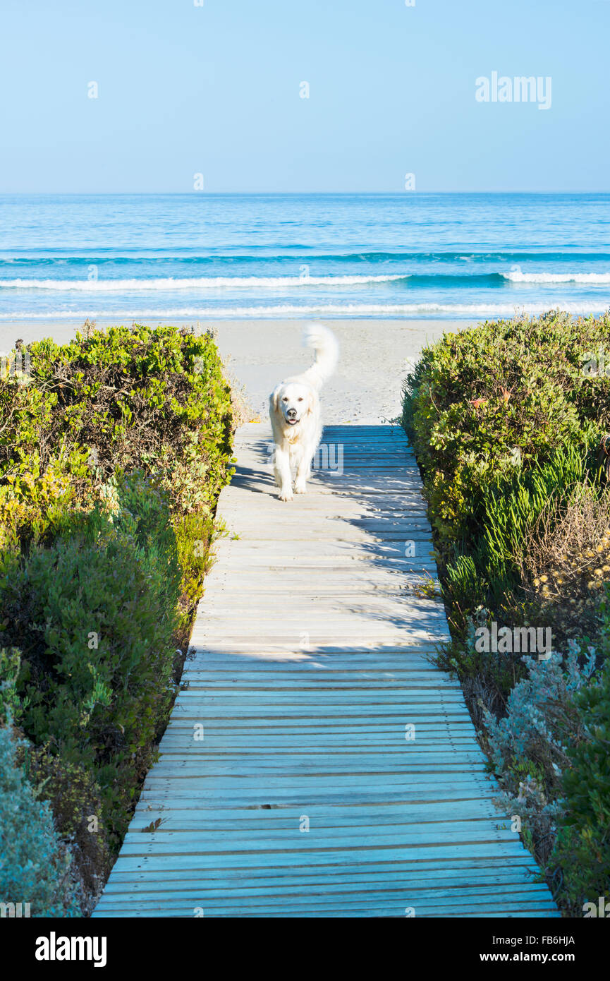 Une promenade en bois menant à la plage et l'océan à Paternoster, Western Cape, Afrique du Sud Banque D'Images