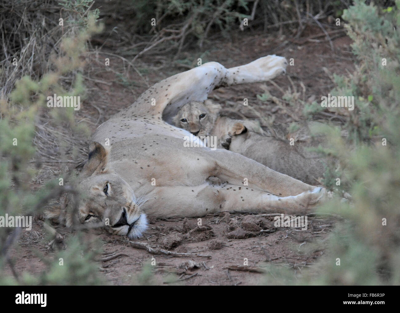 Lionne Suckling Oursons Samburu Kenya Afrique de l'Est Banque D'Images