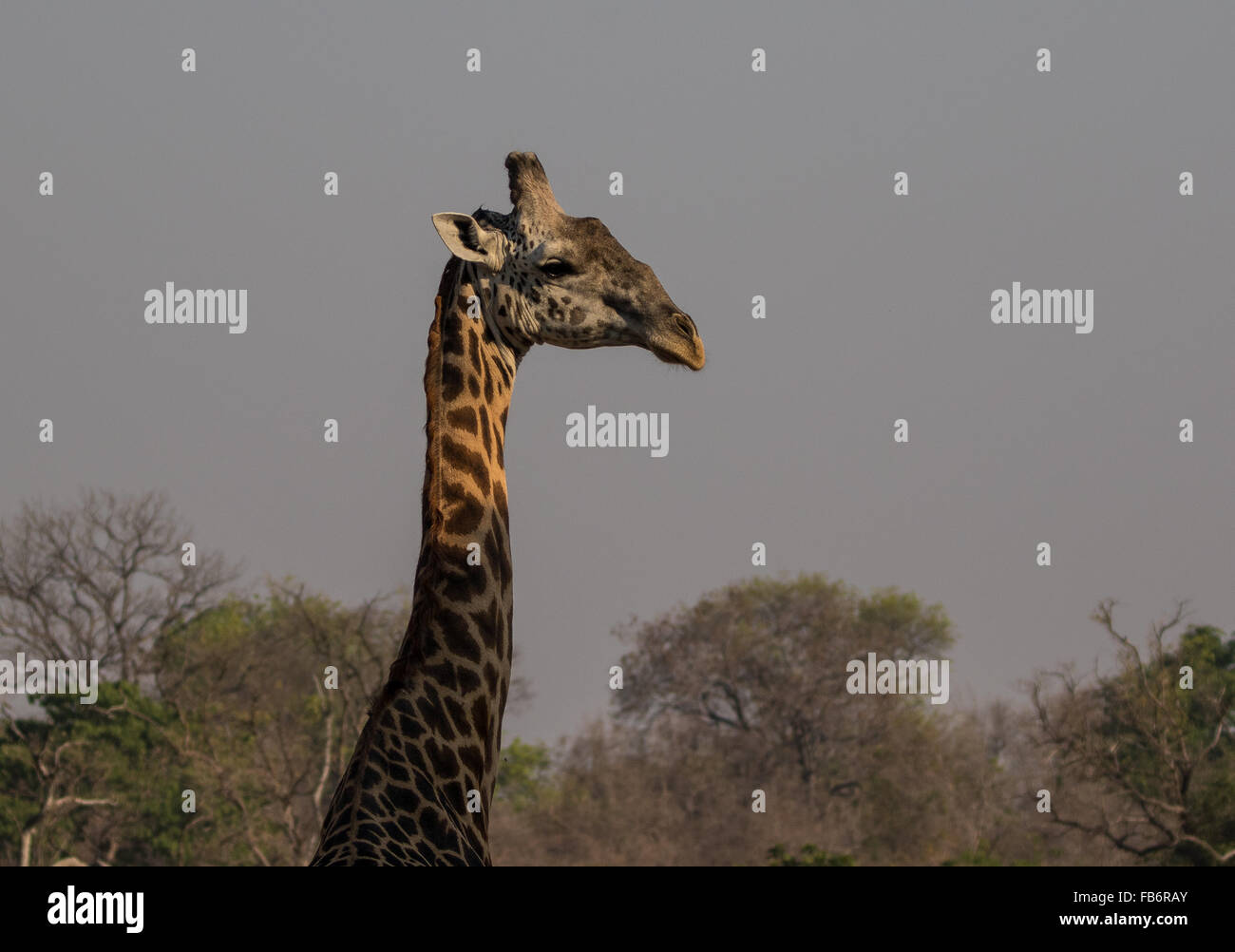 Un profil de la tête et du cou d'une girafe de Thornicroft. La tête au soleil et le cou à l'ombre. NP South Luangwa, en Zambie, l'Afrique Banque D'Images