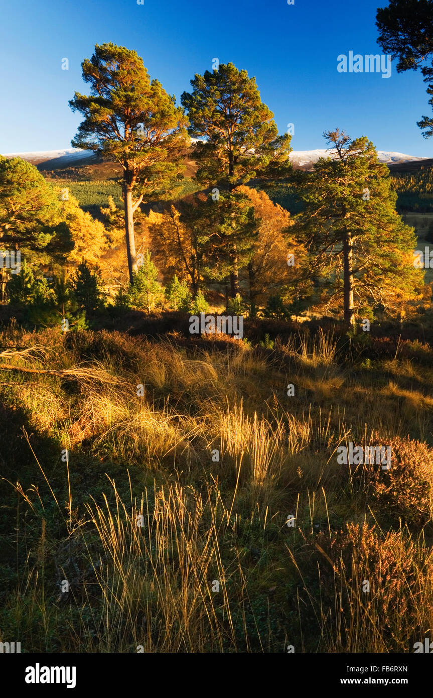 Mar Lodge Estate, réserve naturelle nationale dans les Cairngorms, en Écosse. Banque D'Images