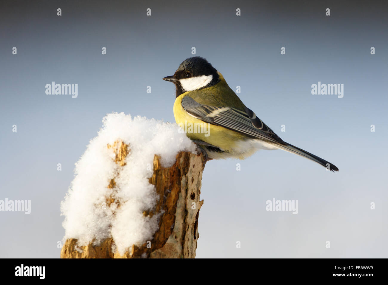 Great Tit (Parus major) Banque D'Images