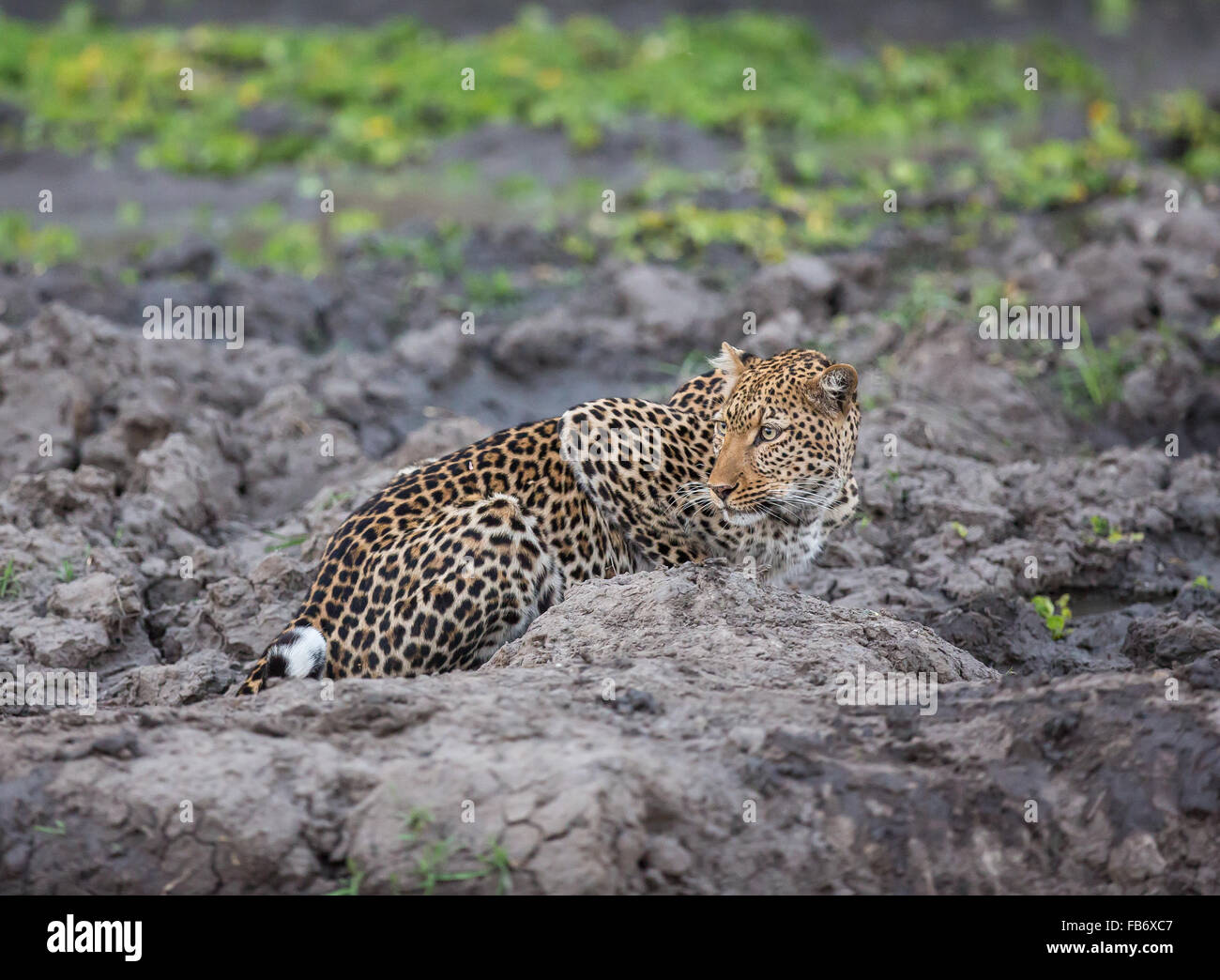 Un solitaire leopard (Panthera pardus) sur une alerte au waterhole, South Luangwa National Park, Zambie Banque D'Images