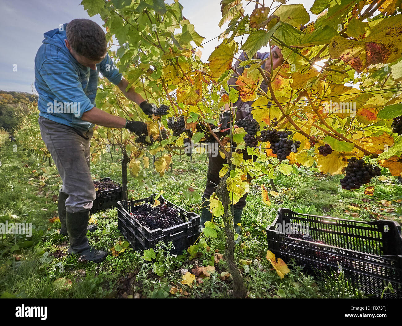 La récolte de raisin rouge vigneron dans un vignoble Banque D'Images