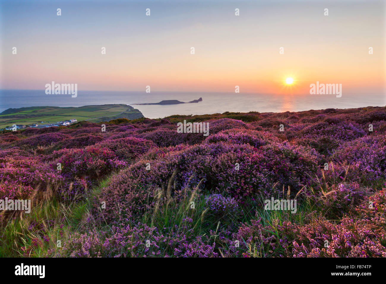 Heather et coucher du soleil à Rhossili Bay avec la tête des vers dans la Distance, Gower, dans le sud du Pays de Galles, Royaume-Uni Banque D'Images