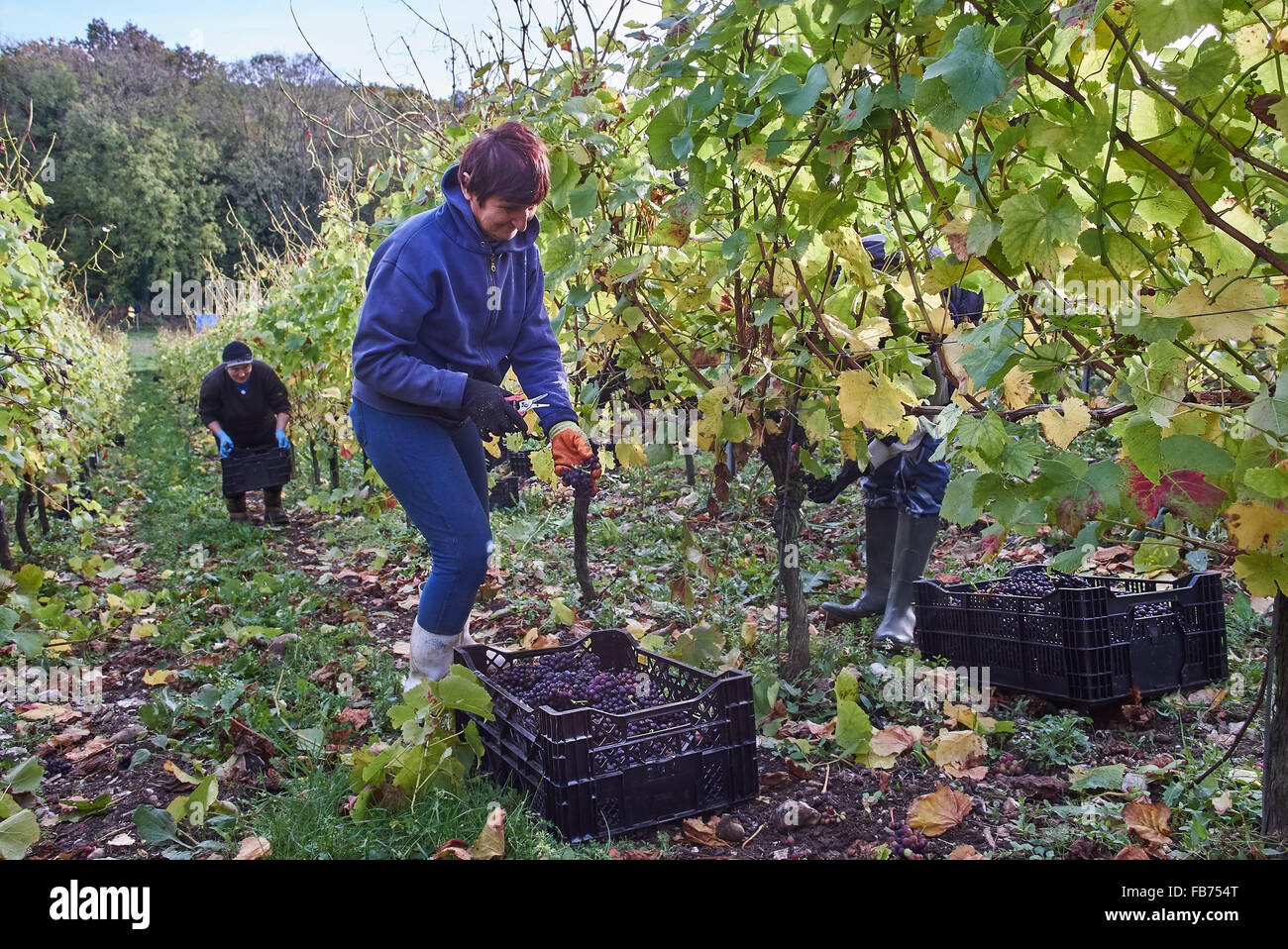 La récolte de raisin rouge vigneron dans un vignoble Banque D'Images