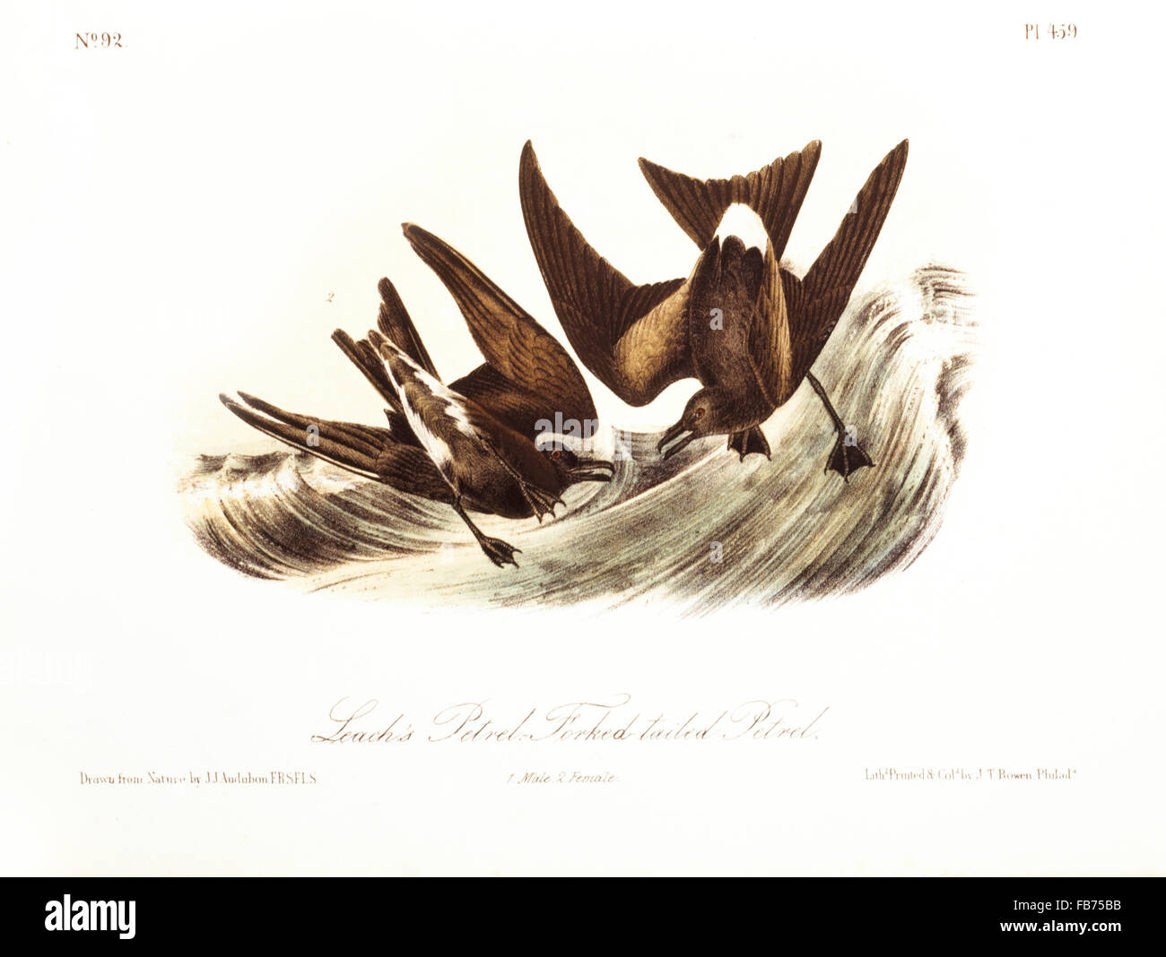 Leach's Petrel, Forked-Tailed Petrel, Hand-Colored de gravure originale par John James Audubon, vers 1827 Banque D'Images