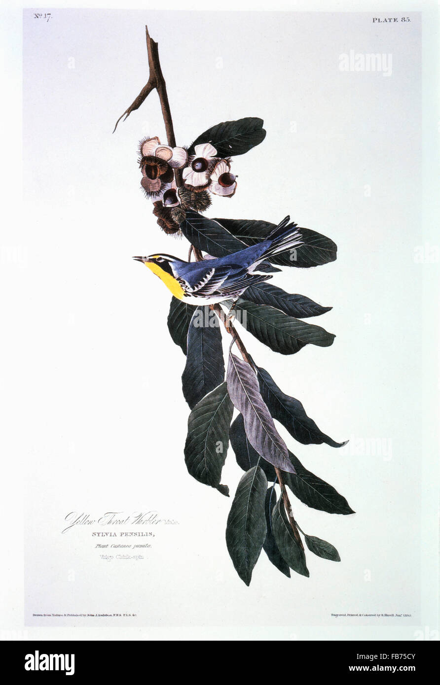 Paruline à gorge jaune, Arbre Chinquapin, Hand-Colored Etching du livre 'Les oiseaux d'Amérique' de John James Audubon, vers les années 1830 Banque D'Images