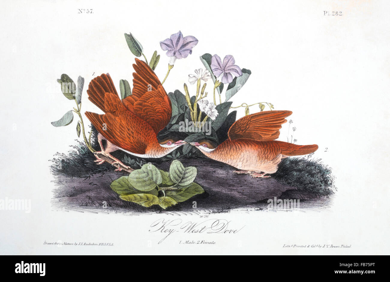 Key West Dove, Hand-Colored Etching du livre 'Les oiseaux d'Amérique' de John James Audubon, vers les années 1830 Banque D'Images