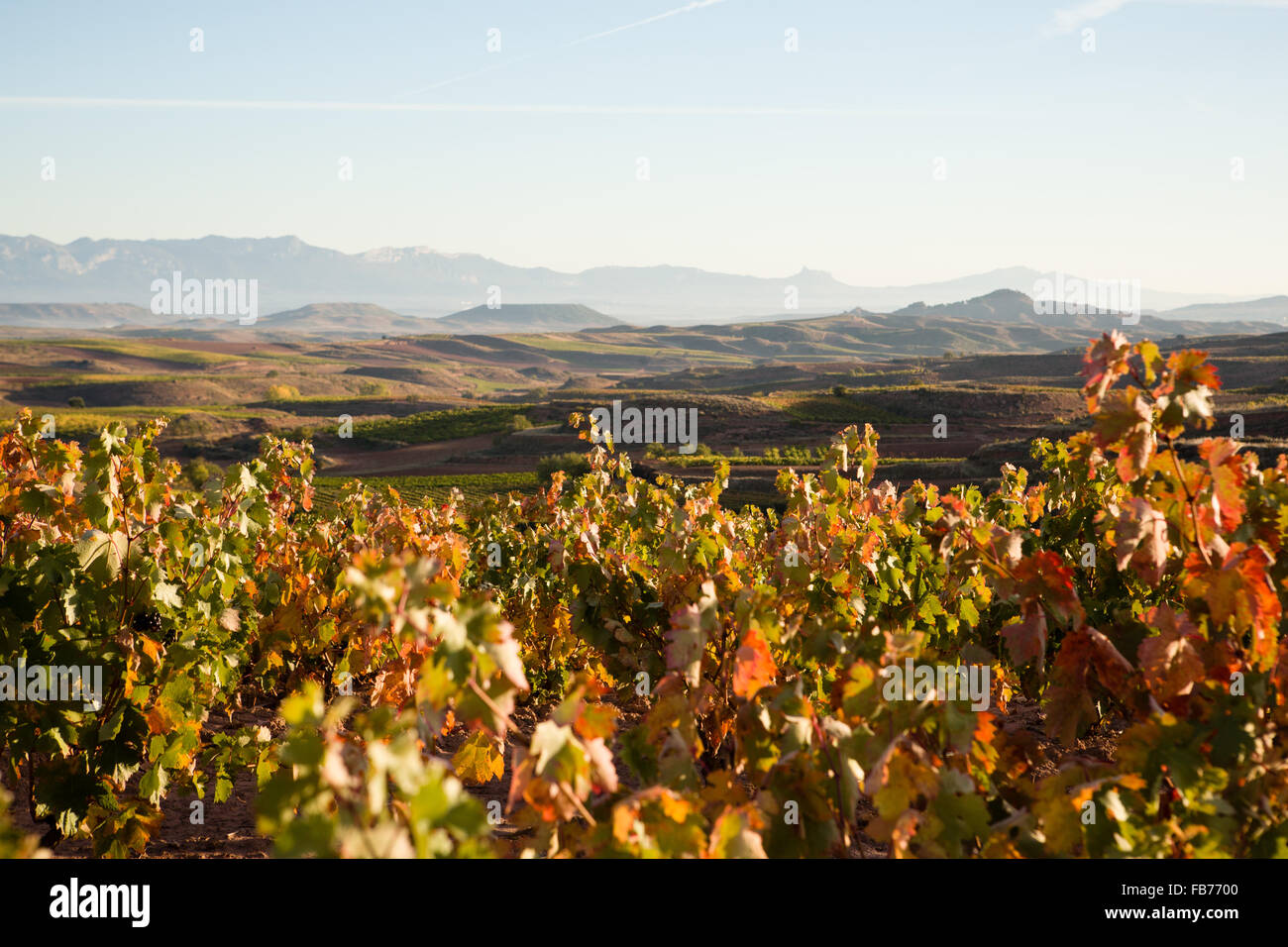 16/10/15 vignes après le lever du soleil près de Badarán / Cordovín, & Le Mont San Lorenzo et la Sierra de la Demanda hills La Rioja, Espagne Banque D'Images