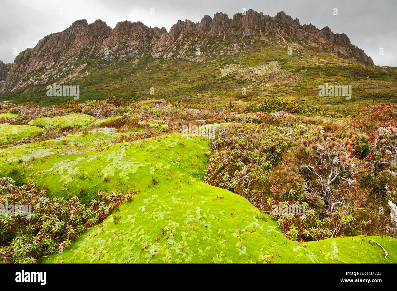 Grandes plantes en coussinet de Tasmanie en face de Cradle Mountain. Banque D'Images