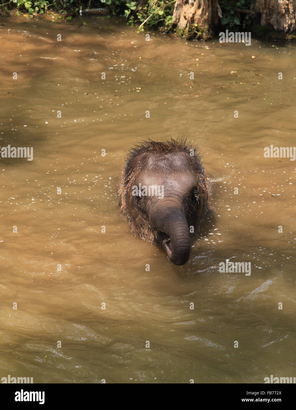Bébé éléphant baignant dans une rivière. Cet éléphant a été dirigé dans la rivière par le gestionnaire et qu'autour et apprécié Banque D'Images Bébé éléphant baignant dans une rivière. Cet éléphant a été dirigé dans la rivière par le gestionnaire et qu'autour et apprécié Banque D'Images