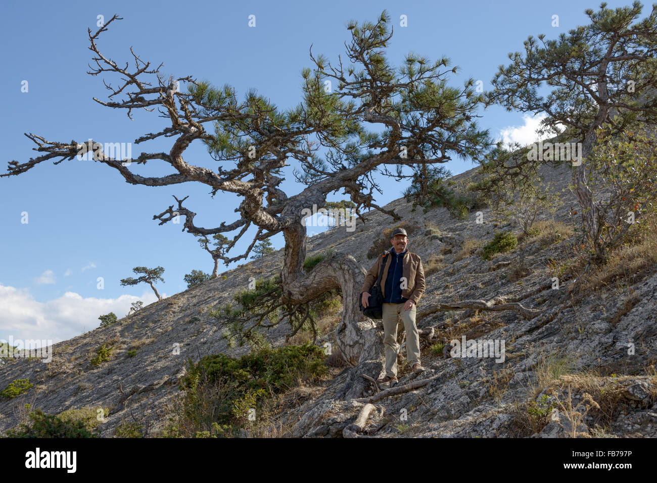 Homme mature pose près de tronc de pin tordu sur pente de Sokol (Hawk) montagne qui est entre Soudak et Novyi Svet (Nouveau Monde) Banque D'Images