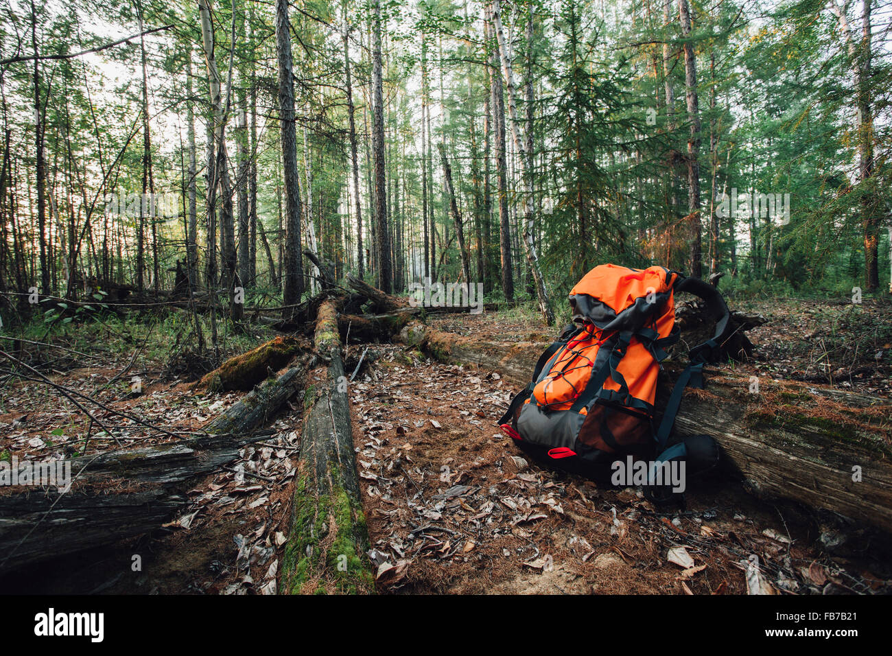 Sac à dos orange en forêt Banque D'Images