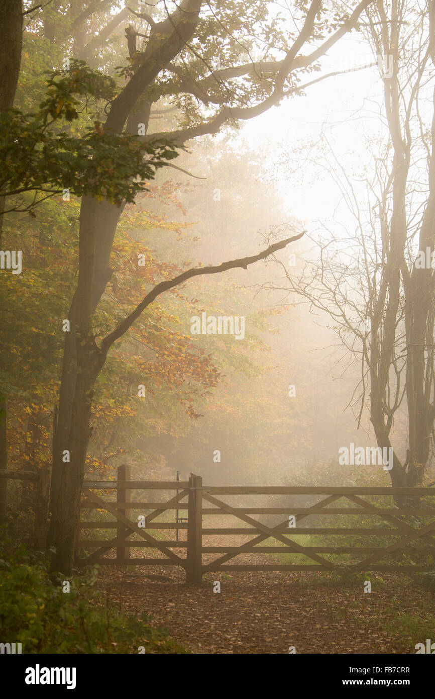 Arbres sur terrain en temps de brouillard Banque D'Images