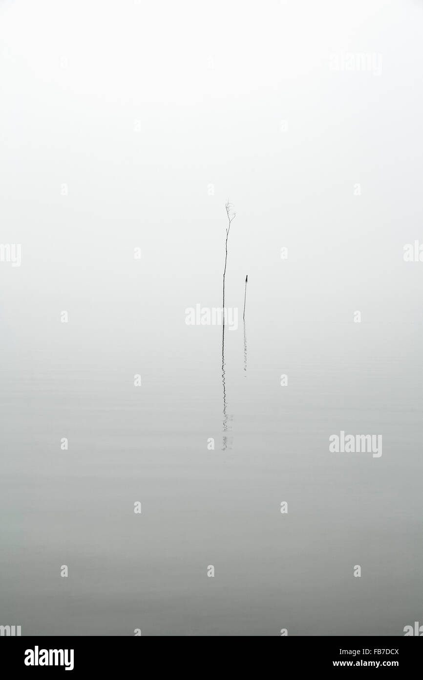 Les plantes dans le lac pendant temps de brouillard Banque D'Images