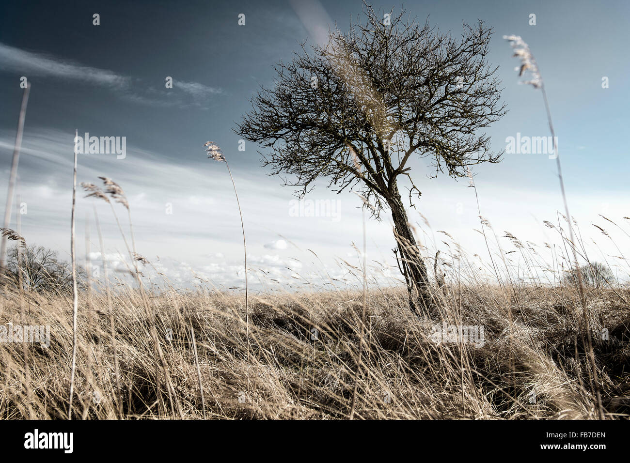 Arbre sur terrain herbeux Banque D'Images