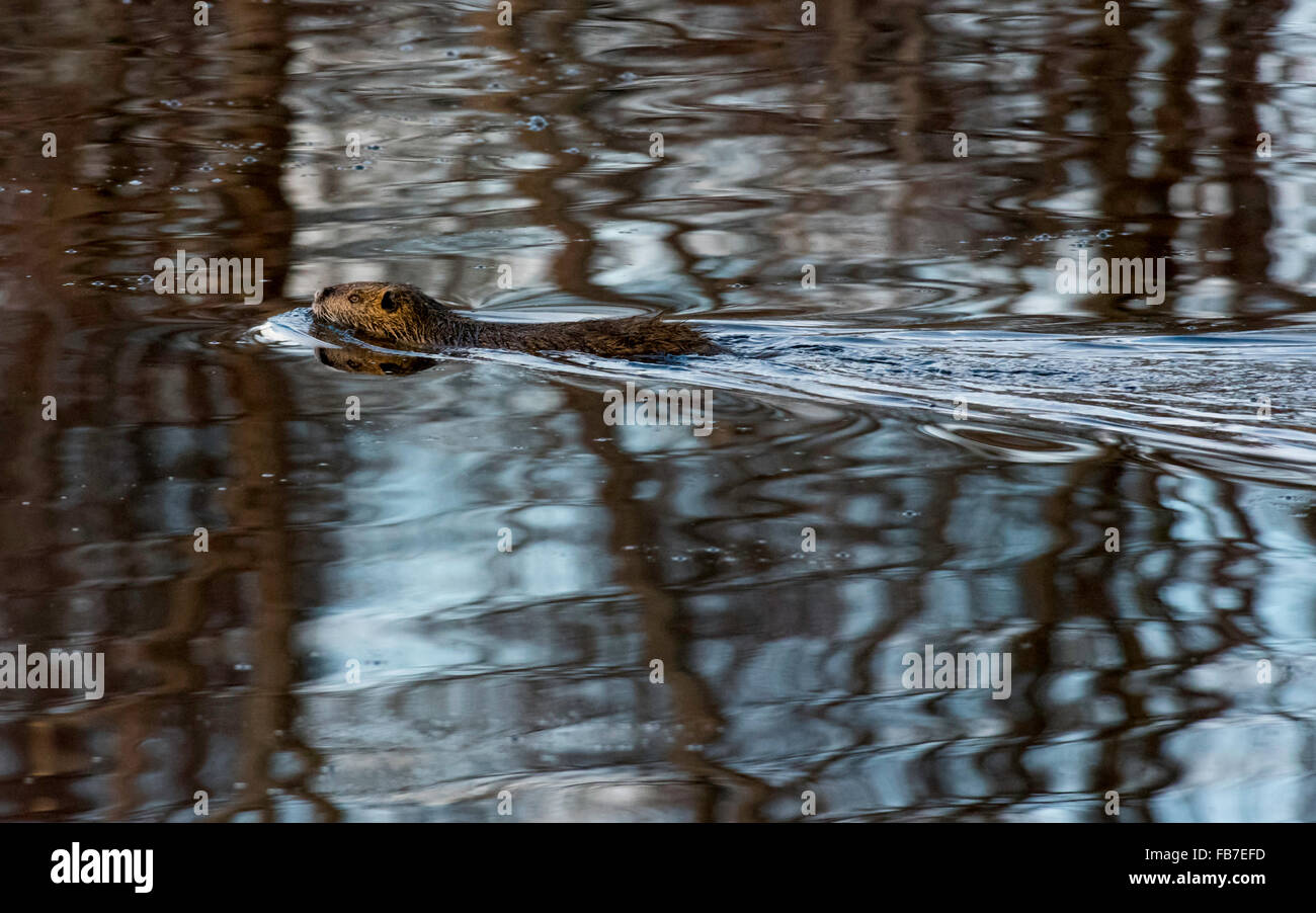 Beaver Swimming tôt le matin à la réserve naturelle du lac Mattumkeet #3 février Banque D'Images