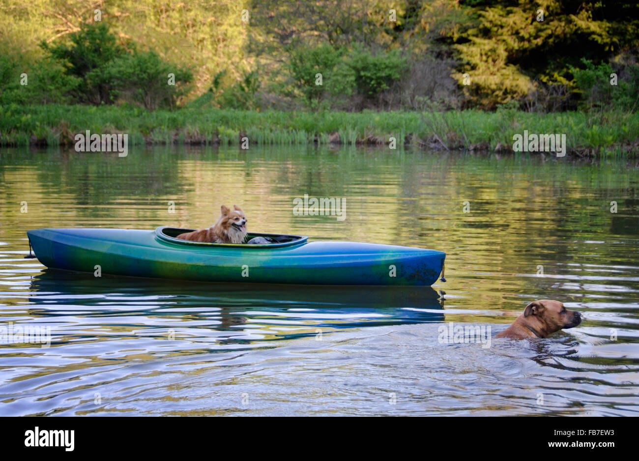 Petit chien en kayak et grand chien piscine près de kayak sur le lac ou un étang en été Banque D'Images