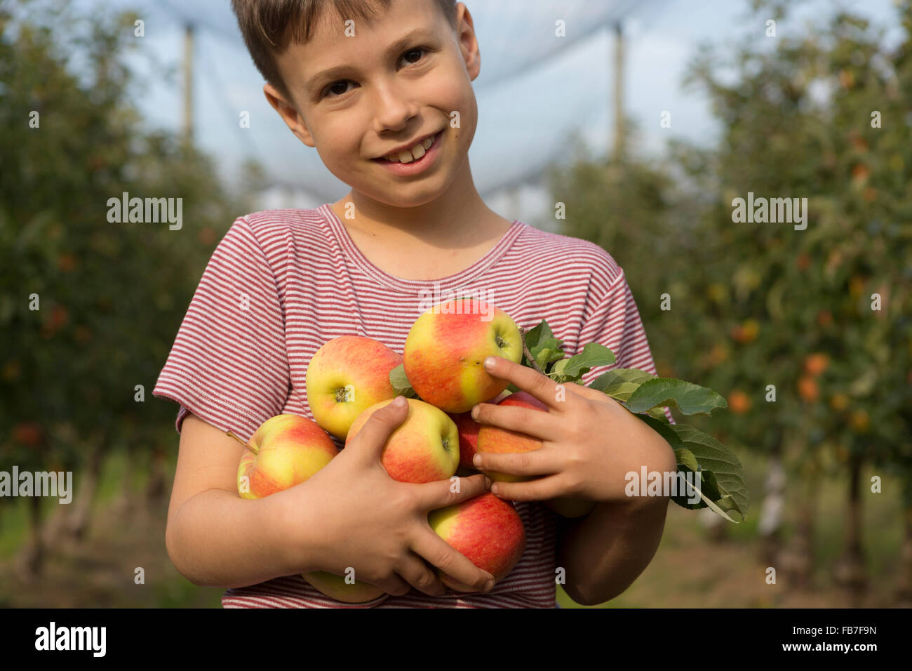 Portrait of smiling boy holding apples de l'orchard Banque D'Images