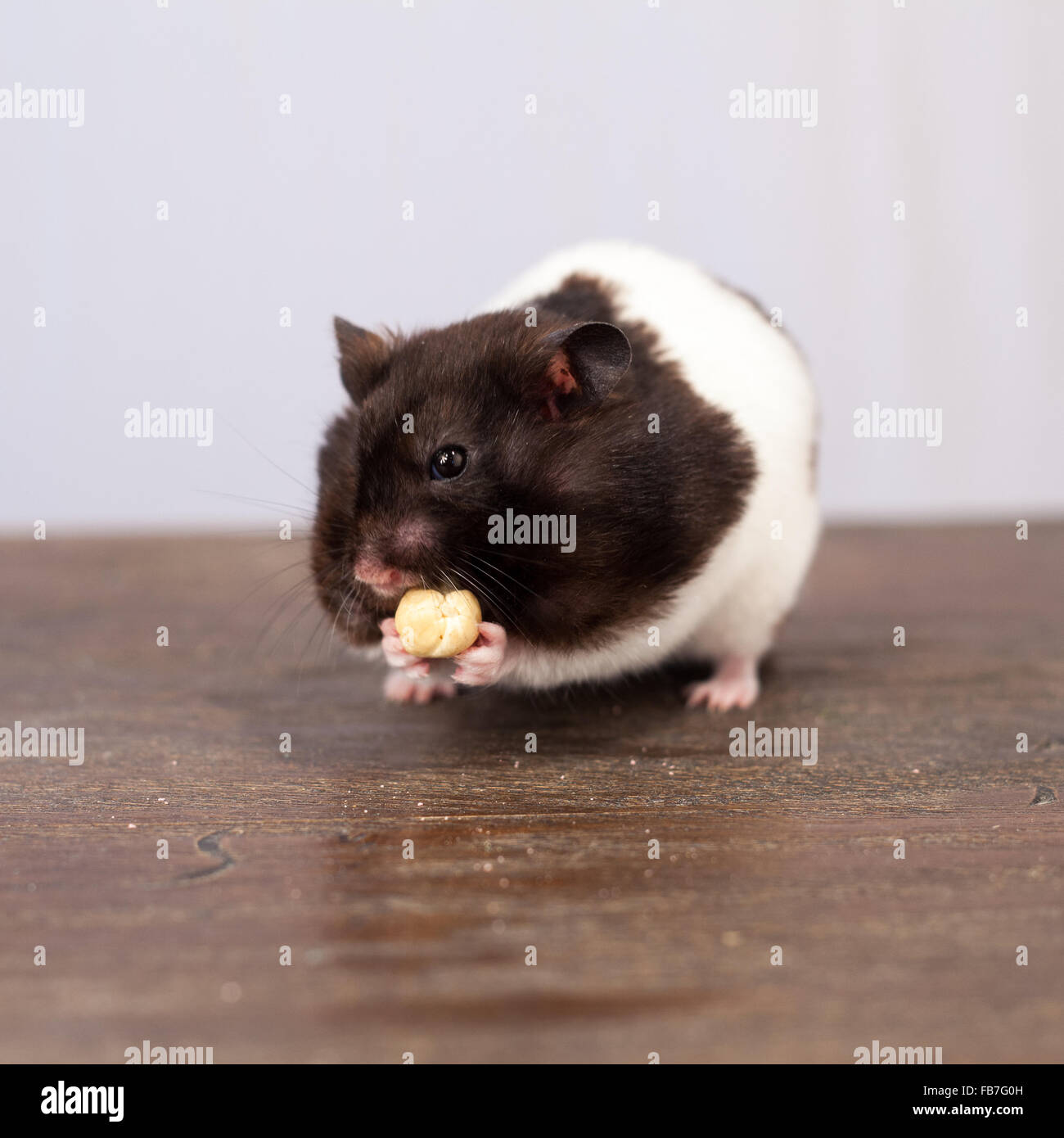 Hamster Noir Et Blanc Banque De Photographies Et D Images A Haute Resolution Alamy
