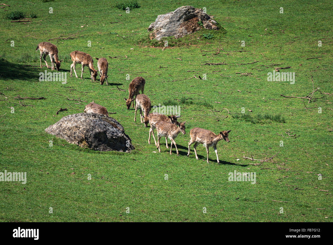 Une vue d'été d'un troupeau de cerfs en jachère (Dama dama) sur le pré vert. Ces mammifères marins appartiennent à la famille des cervidés Banque D'Images