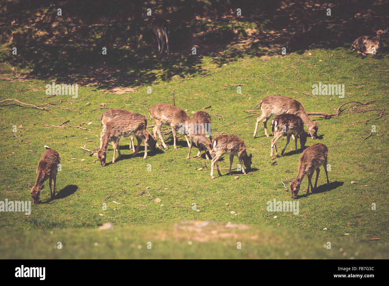 Une vue d'été d'un troupeau de cerfs en jachère (Dama dama) sur le pré vert. Ces mammifères marins appartiennent à la famille des cervidés Banque D'Images