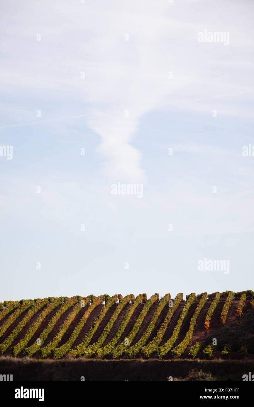 16/10/15 vignes après le lever du soleil près de Badarán / Cordovín, & Le Mont San Lorenzo et la Sierra de la Demanda hills La Rioja, Espagne Banque D'Images