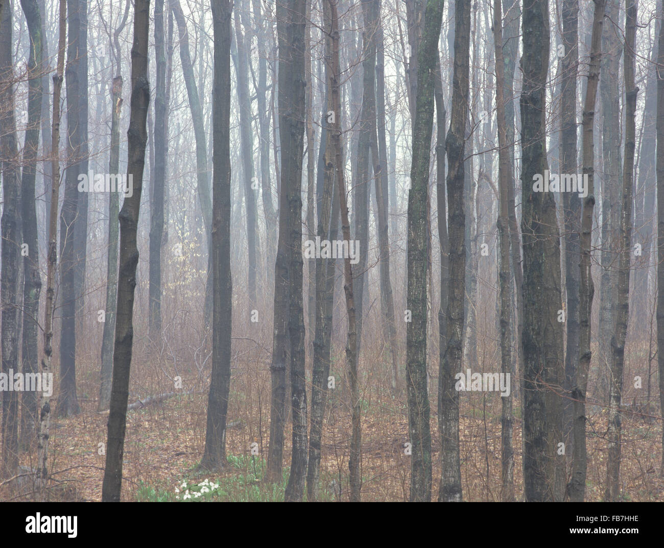 Amérique du Nord, le Canada, l'Ontario, de l'Escarpement du Niagara' 'une partie de 4 seasons Banque D'Images