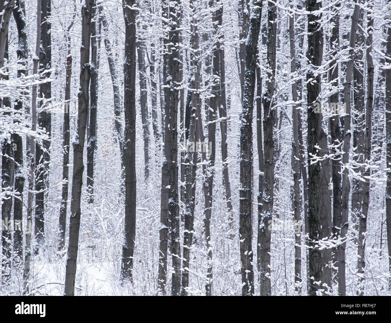 Amérique du Nord, le Canada, l'Ontario, de l'Escarpement du Niagara' 'une partie de 4 seasons Banque D'Images