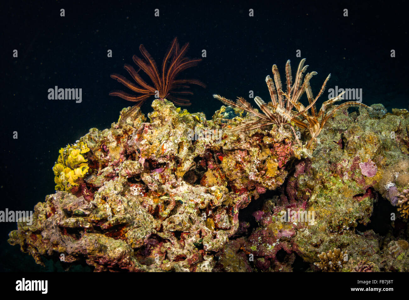 Les récifs coralliens de la Mer Rouge Banque D'Images