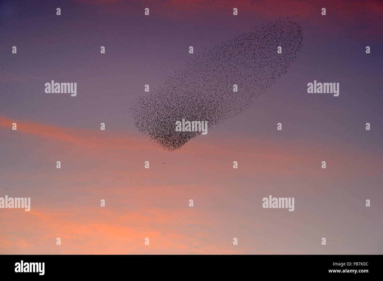 Troupeau de Starling (Sturnus vulgaris) au coucher du soleil, avec le busard des roseaux (Circus aeruginosus) volant au-dessous du troupeau , pink sky Banque D'Images