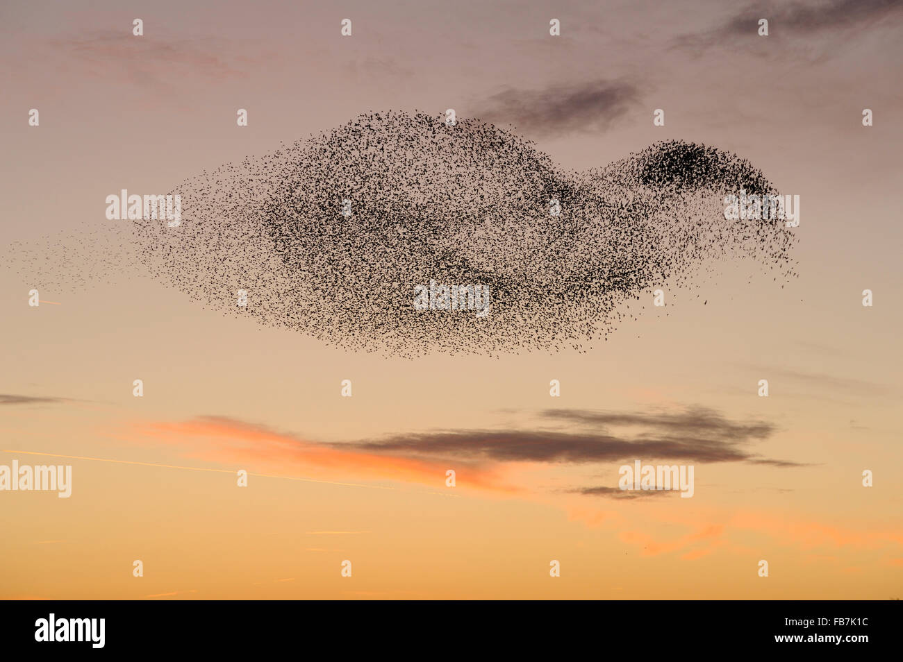 Troupeau de Starling (Sturnus vulgaris) au coucher du soleil, avec le faucon pèlerin (Falco peregrinus), volant à proximité du troupeau. Banque D'Images