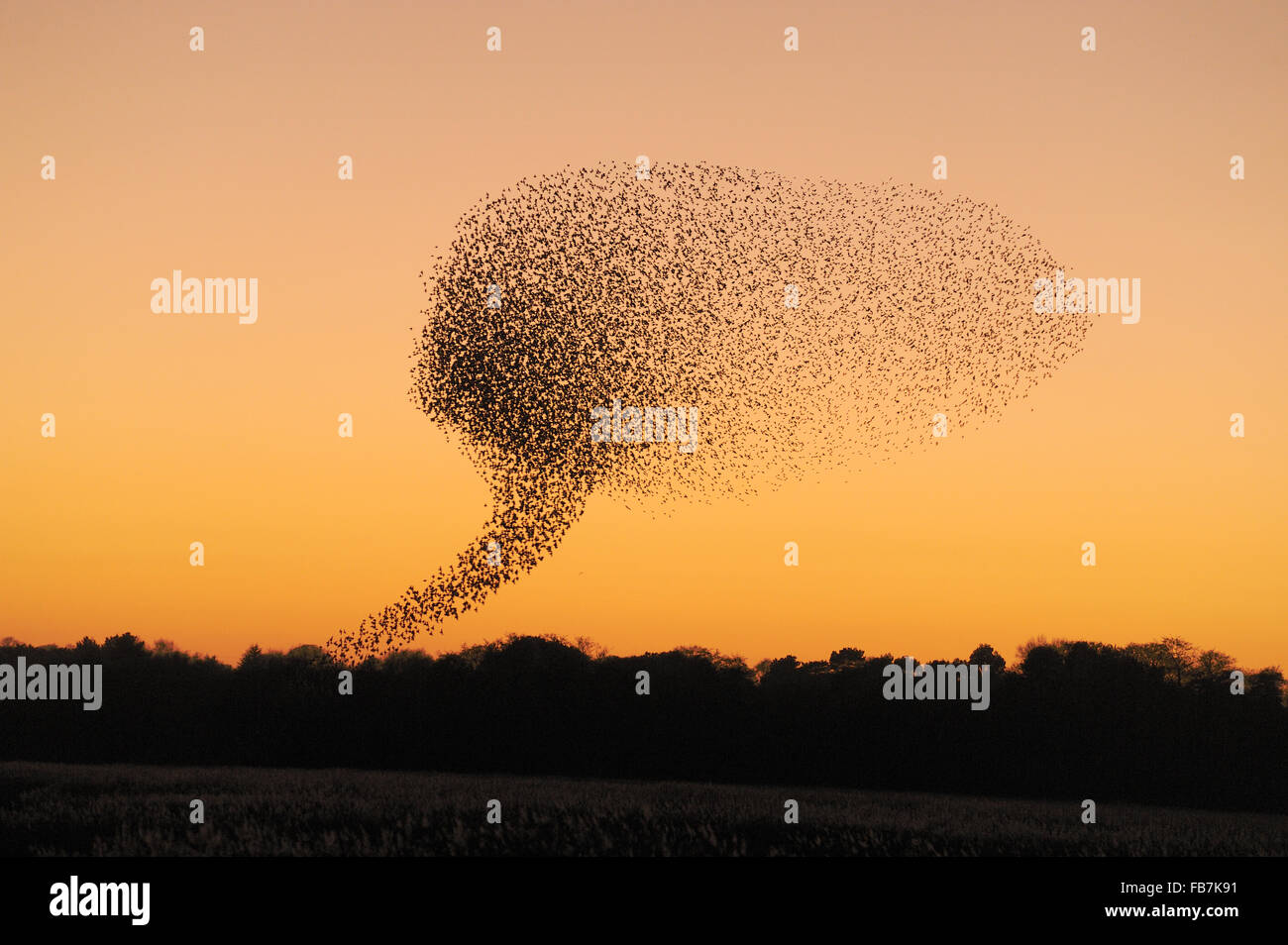 Troupeau de Starling (Sturnus vulgaris) à l'étape finale de vol de repos au coucher du soleil, au nord de la réserve RSPB Warren, Suffolk, Décembre Banque D'Images