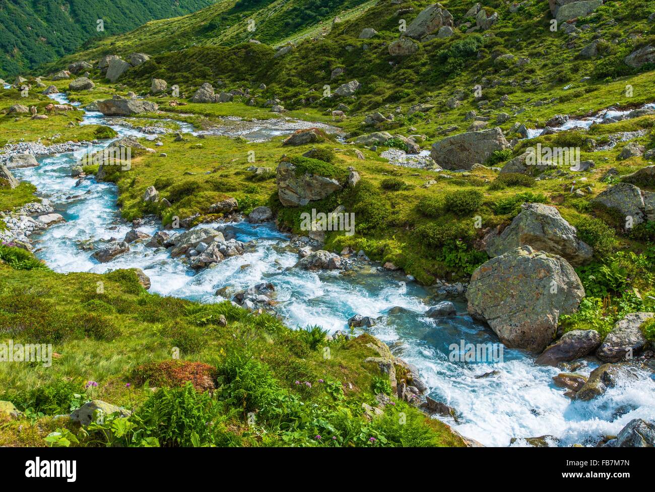 Glacier alpin pittoresque rivière. Alpes suisses. La Suisse, l'Europe. Prairie de montagne d'été Banque D'Images