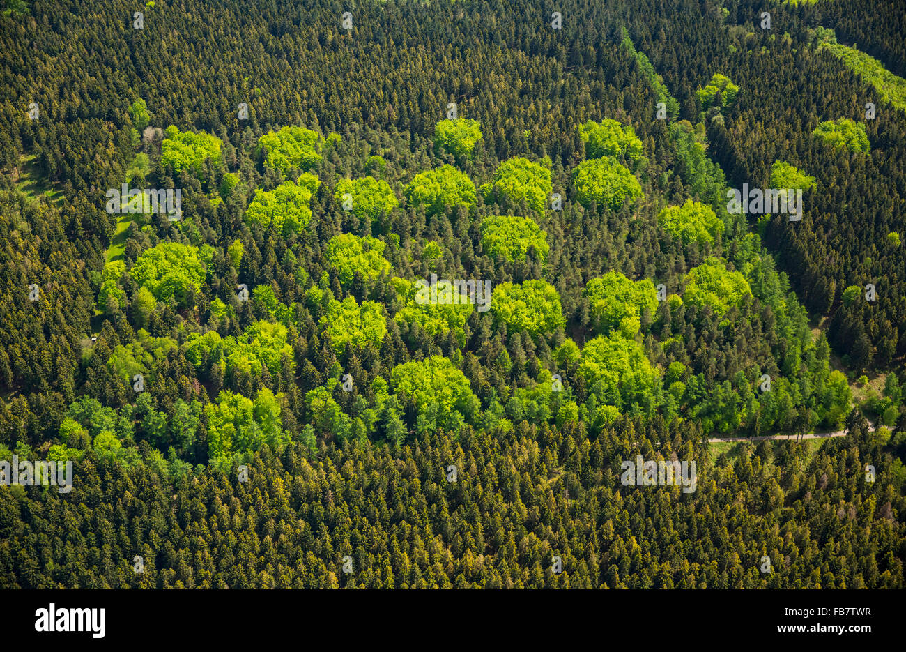 Vue aérienne, de la forêt mixte au printemps, arbre, pois verts frais, couleur, la forêt de feuillus, forêt de conifères, Nideggen, Banque D'Images