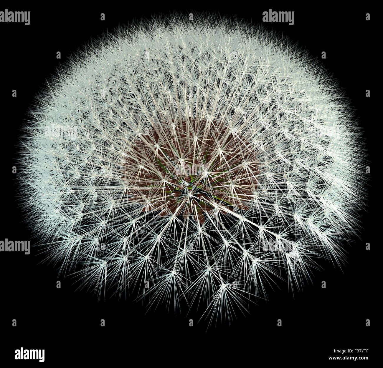 Graines de pissenlit générés en 3d sur fond noir pour une meilleure visualisation. Golden ratio Fibonacci / expérimentation. Banque D'Images Graines de pissenlit générés en 3d sur fond noir pour une meilleure visualisation. Golden ratio Fibonacci / expérimentation. Banque D'Images