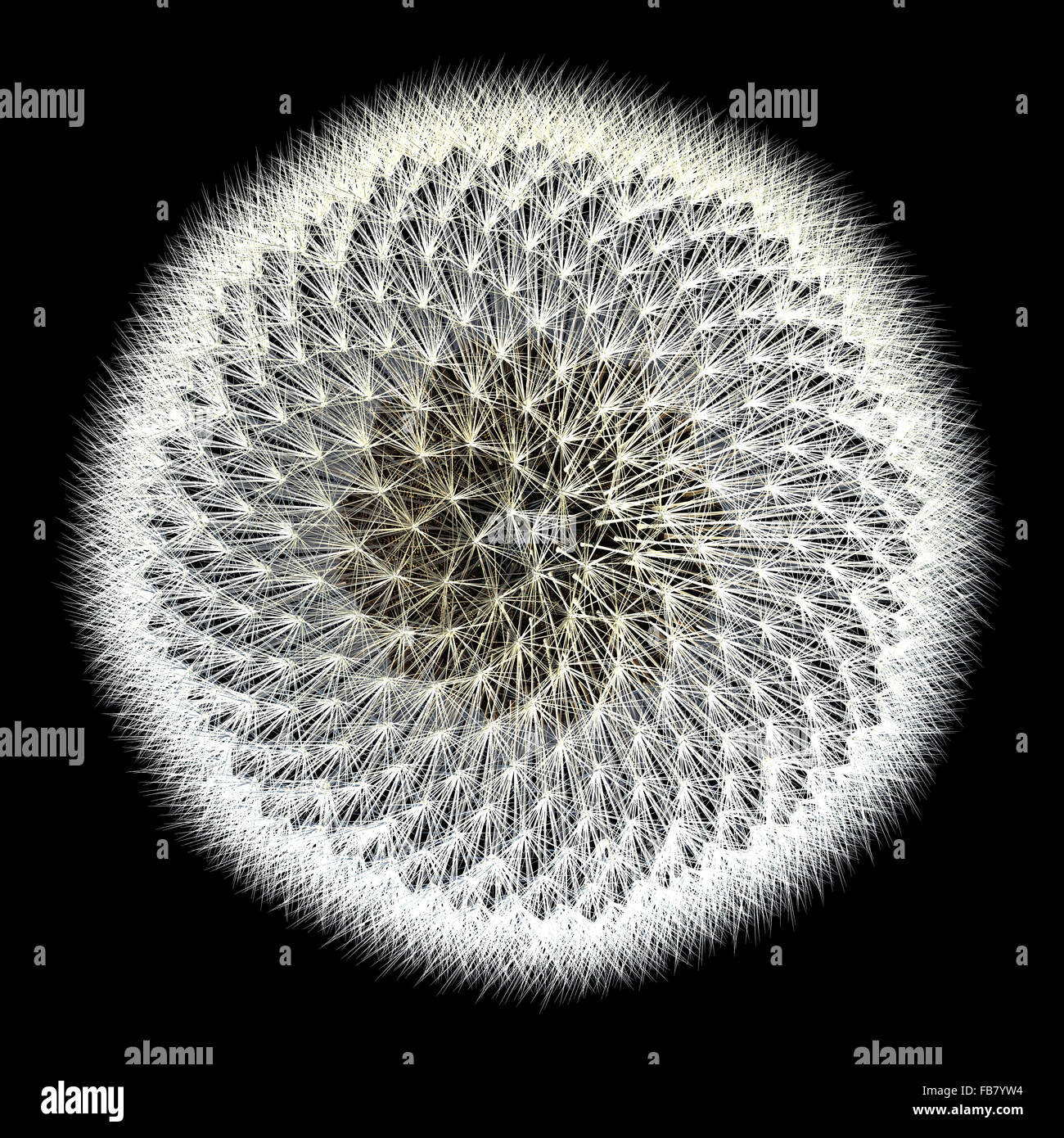 Des expériences avec le nombre d'or, vue de dessus de graines de pissenlit sur fond noir. Avis La configuration en spirale. N'est pas dans la nature. Banque D'Images