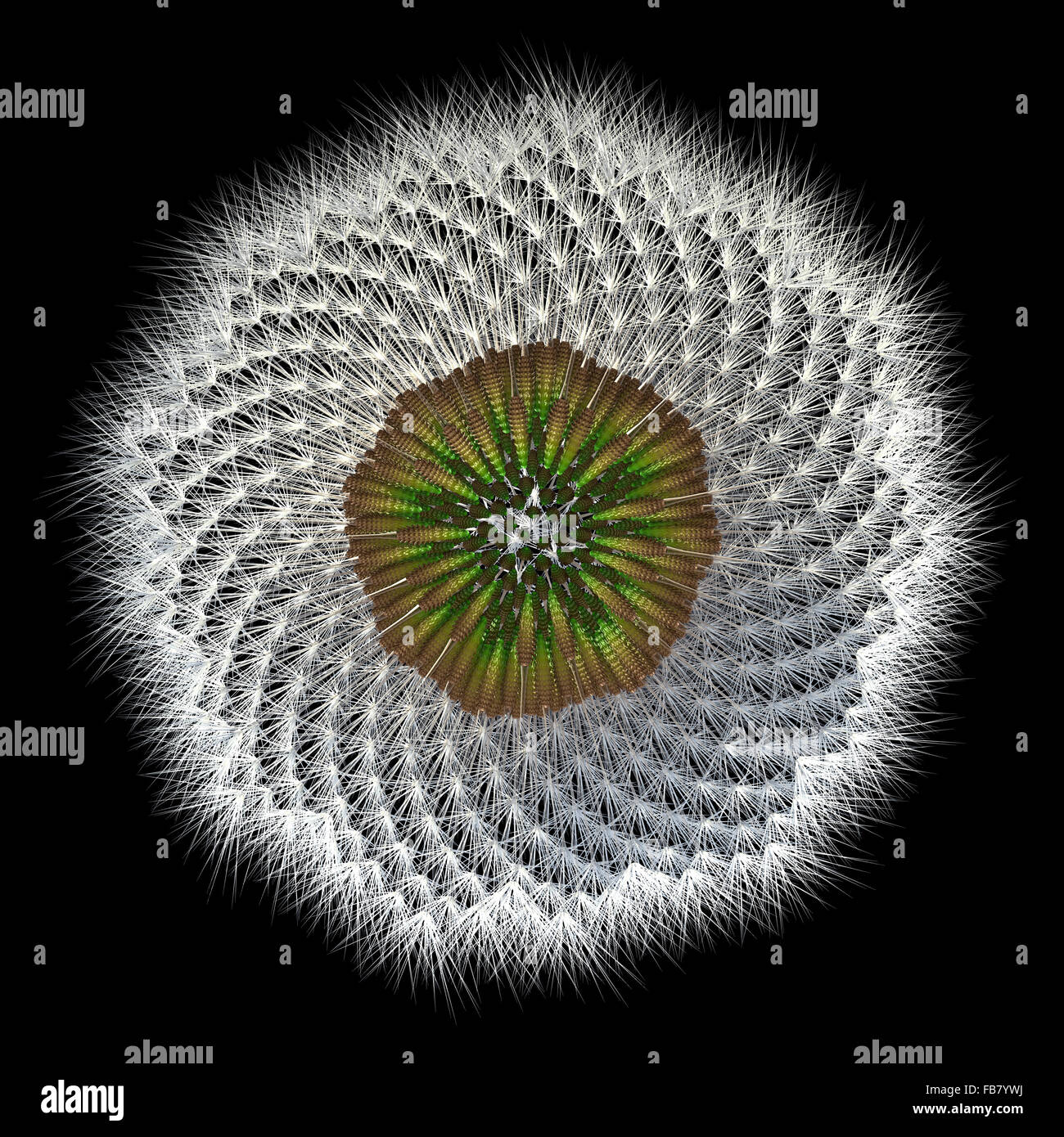 Saviez-vous que le pissenlit est liée à des tournesols ? Voici une vue sous des graines, en arrangement, séparé de la tête o. Banque D'Images Saviez-vous que le pissenlit est liée à des tournesols ? Voici une vue sous des graines, en arrangement, séparé de la tête o. Banque D'Images