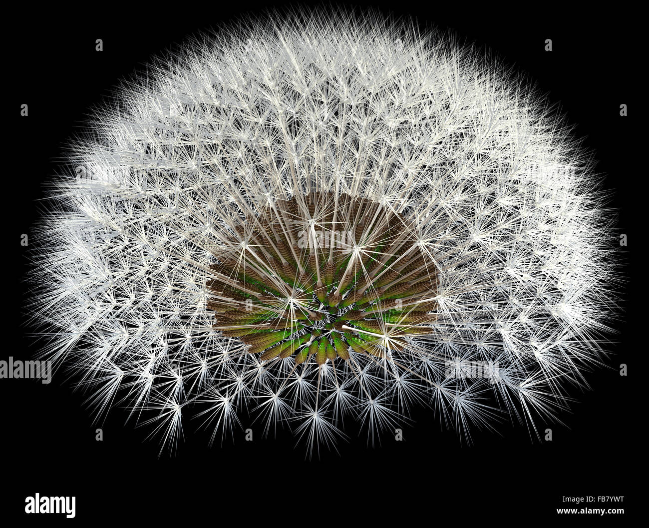 Graines de pissenlit, 3D généré, fond noir. Séquence de Fibonacci et nombre d'or des expériences. Banque D'Images