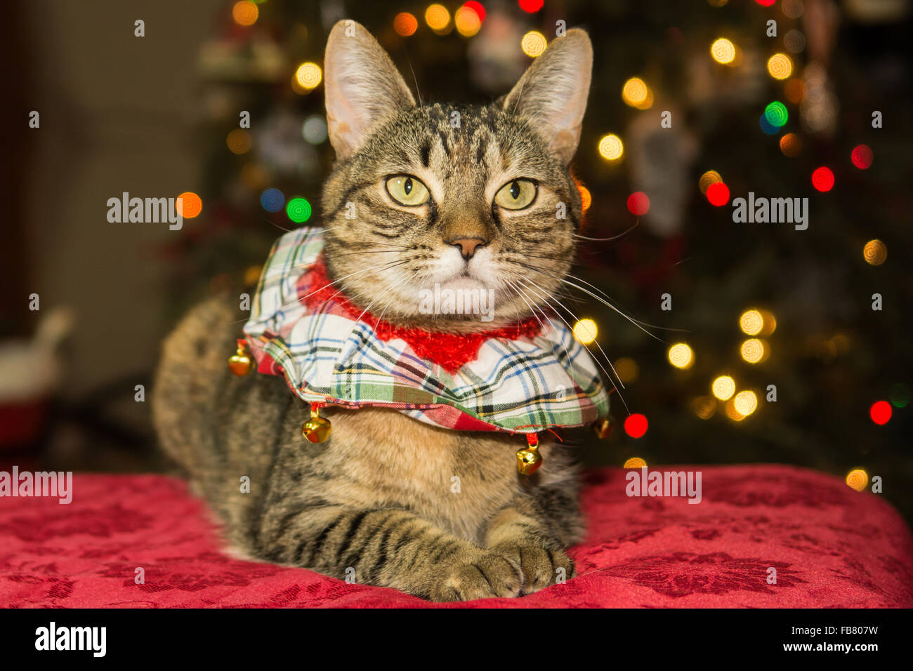 Chat de Noël Banque D'Images